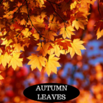 Autumn Leaves