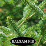 Scent: Crisp pine, earthy, spice
Mixture: Fresh, Natural
Good in: Family room, office